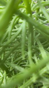 SENECIO BARBERTONICUS ไม้อวบนำ้ จัดสวนถาด กุหลาบหิน กระถาง 2 นิ้ว