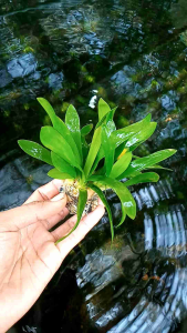 Sabulata Roseli wabikusa tanaman aquascape