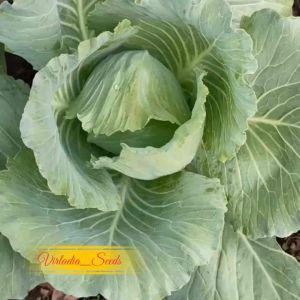 [Virladia Seeds] Biji Benih tanaman Kubis Hijau