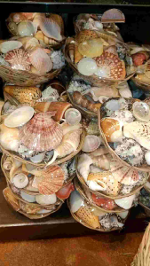 LILY Sea Shell Collection 6"