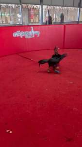 ไข่ไก่ชน สายส.มีสุวรรณ100 เจ้าเยียร์สุวรรณ