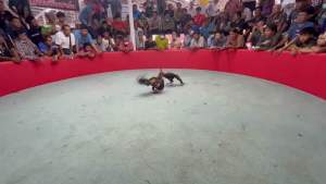 ไข่ไก่ชน สมิทธิ์มีสุวรรณ 100 ลูกหงส์ดำกู้ขาว เจ้าหงส์ขาว