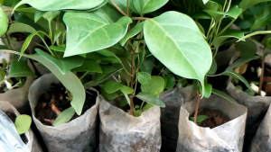 4 cây giống lá giang(tặng phân hữu cơ)