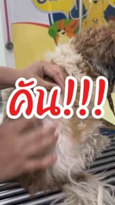 JB organic ผลิตภัณฑ์สำหรับสุนัขและแมว น้ำยาล้างหู+แชมพูอาบน้ำ+สเสปย์นาโน