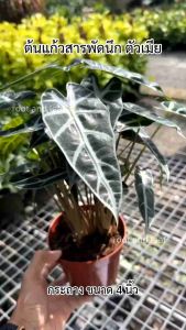 ต้นแก้วสารพัดนึกตัวเมีย ส่งพร้อมกระถางดำ ขนาด 4 นิ้ว ต้นไม้มงคล ต้นไม้ฟอกอากาศ เลี้ยงในน้ำได้