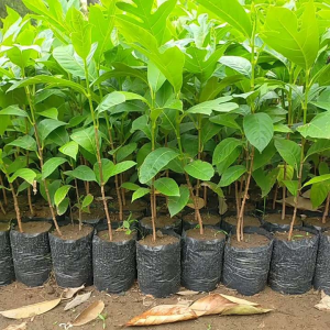 Bibit Tanaman Buah Sukun Murah dan Cepat Berbuah