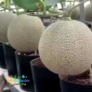 15 BUTIR BIJI/BENIH MELON MADU DAGING HIJAU (REPACK)