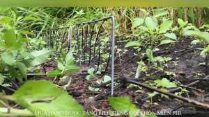 Thòng Đa Năng Bẫy Chồn  Bìm Bịp  Cuốc  Cúm Núm  Gà nước ....