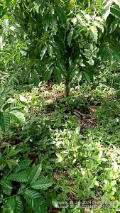 Entres Kopi 2 Klon Terbaik Jember: Hikmah & Kriting 45 Ranting