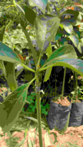 bibit alpukat red vietnam uk 70-80 cm