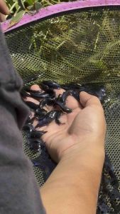 ปลากัดหม้อมาเลย์ลูกร้อย(คัดVIP)สายกัดนครปฐม