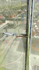 Adenium Obesum Bonsai ID 679 萌娃 Sweet Girl 富贵花