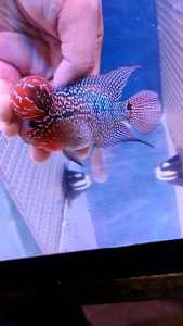 NEW 3.5~4inch VIP SUPER RED DRAGON BIG KOK  FLOWER HORN NICE FISH..BIG KOK ..pearl cross head...COLOUR RED..big kok..3吋多4吋精选鸿运超级红大水头罗汉靓鱼..头型超大..珠纹包头..美..