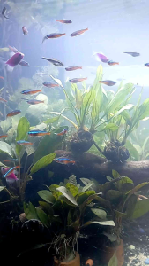 tebing variasi air terjun sudut 30X15X30