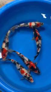 Japan Jumbo Tosai Sekiguchi Showa size 30-35cm with Cert  2800 per koi