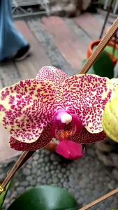 ANGGREK BULAN PREMIUM LEOPARD MERAH NOVELTY ANGBUL TAIWAN IMPOR WARNA KOLEKSI KONDISI KNOP MEKAR