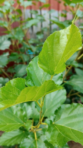 daun mulberi kering dry 20 gram