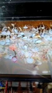 LILY Coconut Bao Sea Shell Wind Chime Philippine Souvenir