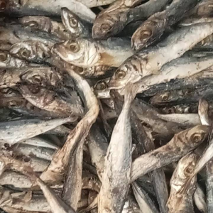 COD ikan asin murah 250gr/ikan asin rRENCEK murah