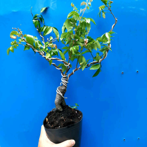 CÂY KHẾ NHẬT BON SAI ĐỂ BÀN