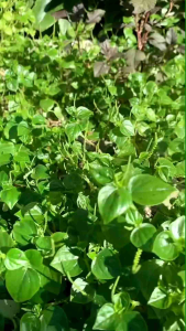 Daun Sirih Cina Daun Ketupang Air Segar 1 kg
