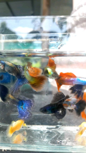 (Xả Trại) combo 10 tặng 2 bé cá 7 màu(2 Blue tarzan+2 Rồng Tím +2 Đumbo koi+2 Fulgoll + 2 Rồng Đỏ bds hm+2 đumbo big ear)trang trí hồ cá cảnhbắt theo cặp trống mái+tặng kèm thức ănbảo hành vận chuyển từ Huế vào Nam