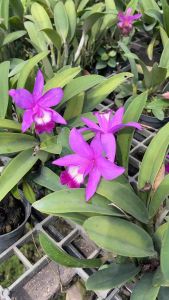 แคทลียา ราชินีแห่งกล้วยไม้ violacea จัดส่งไม่ติดดอกถ้ามีต้นติดดอกจะคัดส่งให้นะครับ