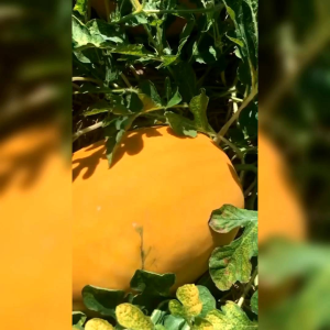 10 BIJI BENIH SEMANGKA MADU KUNING INDEN F1 KEMASAN REPACK