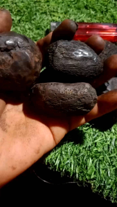 batu kocak badar Pulo Sani