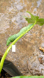 JADAM Wetting Agent JWA 2L|  insecticide+ Tingkatkan Keberkesanan Racun & Baja