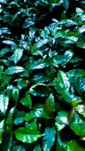 Bibit Kopi Arabika Ateng Unggul Siap Tanam Hrga Murah