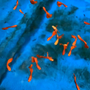 [1pair] Full Red Guppy live fish aquarium