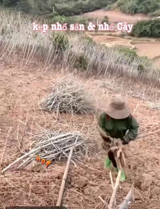 Dụng Cụ KẸP NHỔ SẮN\ KẸP NHỔ CÂY..