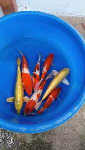 Japan koi import 45-48cm from Marusei Farm ( 980 per koi offer )
