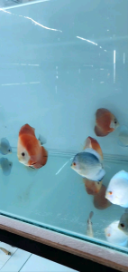 Red Melon Discus
