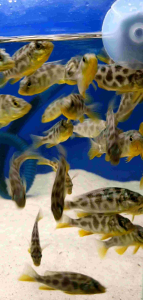 Livingstone Cichlid /Ornamental fish/Freshwater/Readystock