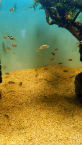 Peas Puffer/Ornamental fish/Freshwater/Readystock