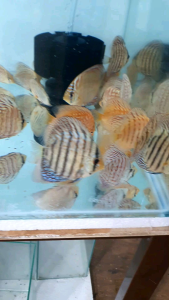 Red Turqoise Discus /Ornamental fish/Freshwater/Readystock