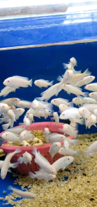 Snow White Cichlid/Ornamental fish/Freshwater/Readystock