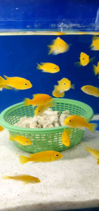 Electric Yellow Cichlid/Ornamental fish/Freshwater/Readystock