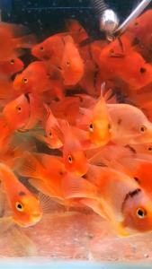 Red Tiger Parrot /Ornamental fish/Freshwater/Readystock