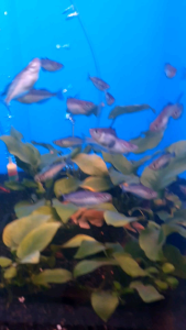Blue Rainbow Fish /Ornamental fish/Freshwater/Readystock