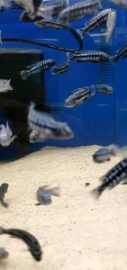 Maingano Blue Cichlid /Ornamental fish/Freshwater/Readystock