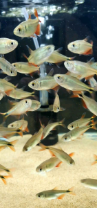 Bueno Aires Tetra /Ornamental fish/Freshwater/Readystock