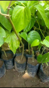 Bibit Tanaman Herbal Daun Sirih Hijau atau Bibit Tanaman Herbal Daun Suruh Ijo Siap Tanam