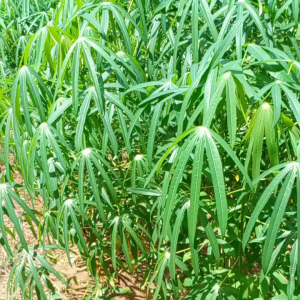 bibit daun singkong sayur murah panjang 25cm