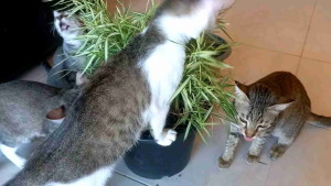 ไผ่เงิน หรือ ไผ่แมว ช่วยให้แมวคายขนที่ติดอยู่ในลำไส้ออกมา ขับลมใสลำไส้ สมานแผล