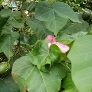 30 BIJI BENIH POKOK COTTON KAPAS MALAYSIAHOME PLANT COTTON SEED GOSSYPIUM HERBACEUM TREE PLANT