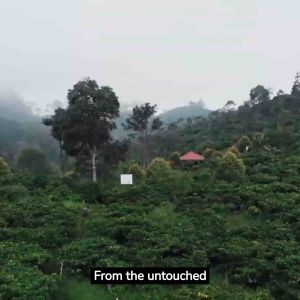 [Toast Box Nanyang Delights]Toast Box Nanyang Coffee Powder 250gm (expiry 04/2027)+Easy Brewer Turquoise+Hainanese Kaya 250gm(expiry 09/26)