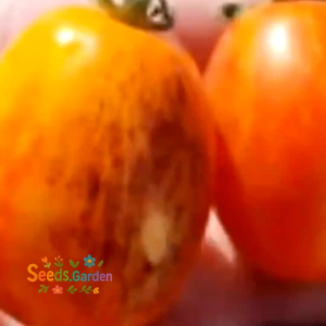 10 BUTIR BIJI/BENIH TOMAT MINI GOLDEN HOUR